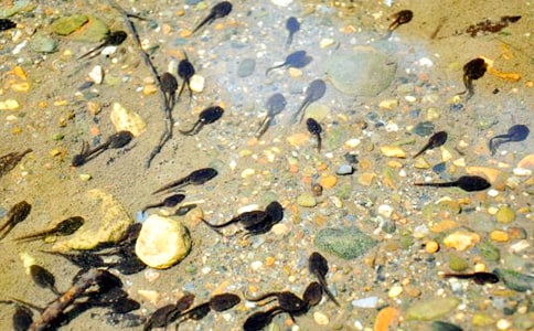 小蝌蚪小学三年级作文