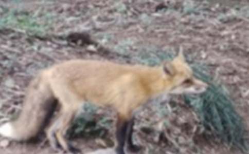 狐狸和狮子的寓言故事