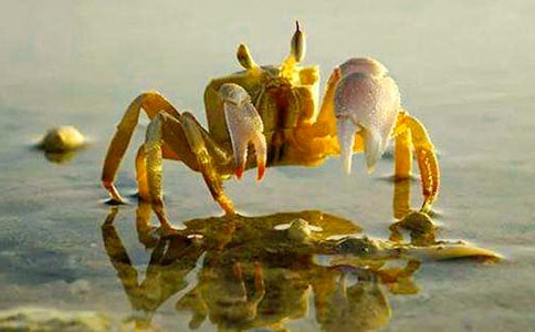 螃蟹在哪六年级作文500字