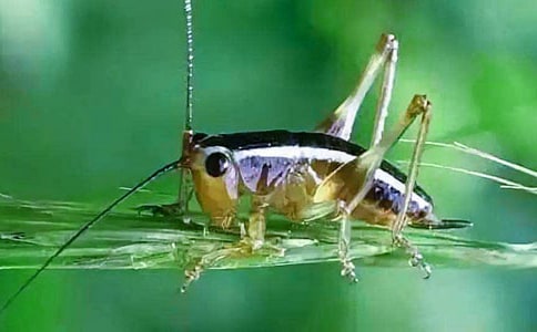 第一次捉蟋蟀作文