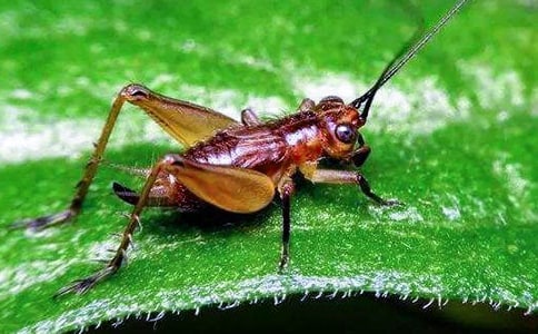 蟋蟀的自述四年级作文