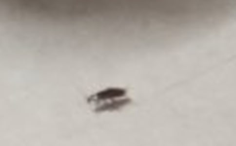 我战胜了蟑螂六年级作文