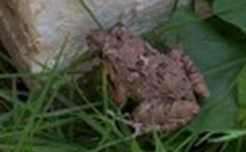 走近蟾蜍五年级作文