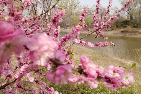 运河岸上的榆叶梅盛开了