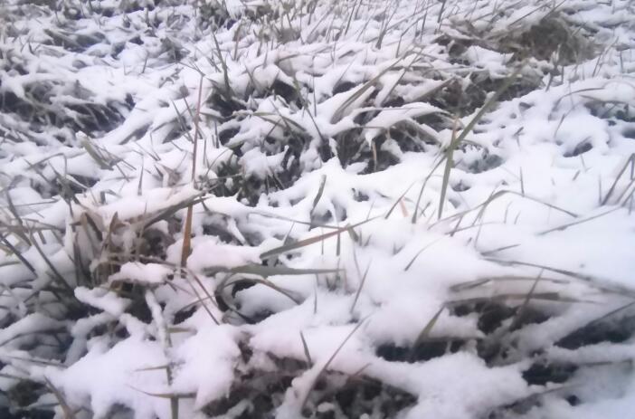 博尔羌吉下雪了