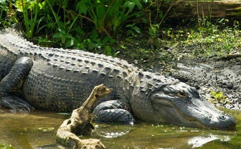 鳄鱼的眼泪六年级作文