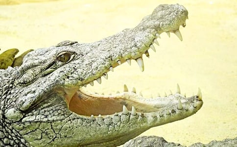 美国十二日游之鳄鱼作文