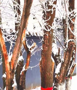 爱是一辈子的事