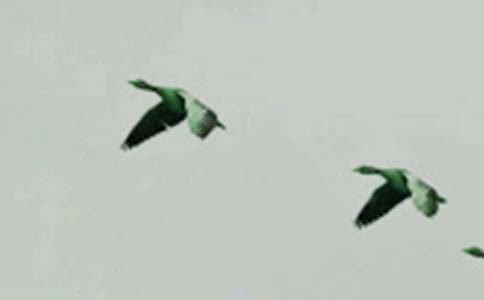 我想变成一只小鸟200字作文（精选21篇）