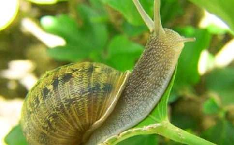 蜗牛日记汇总9篇