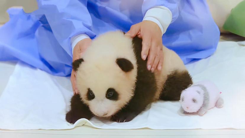 央视点名批评BLACKPINK是真的吗 BLACKPINK被央视新闻点名批评视频截图