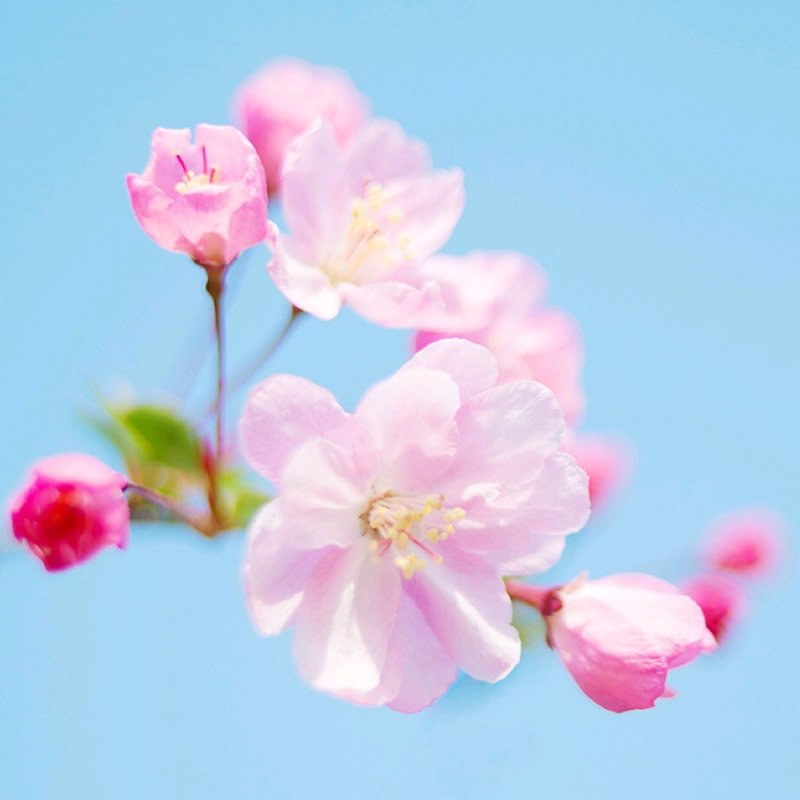 适合做微信头像的照片