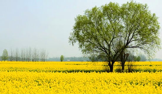 春游厦门科技馆作文