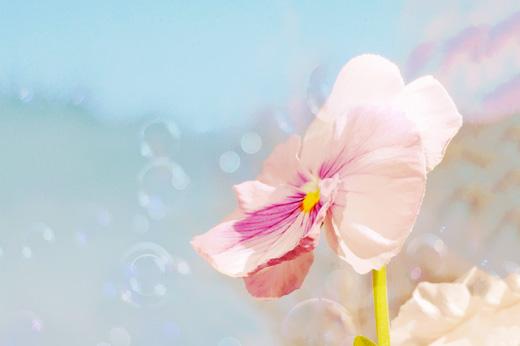 淡淡的友情，淡淡的思念！