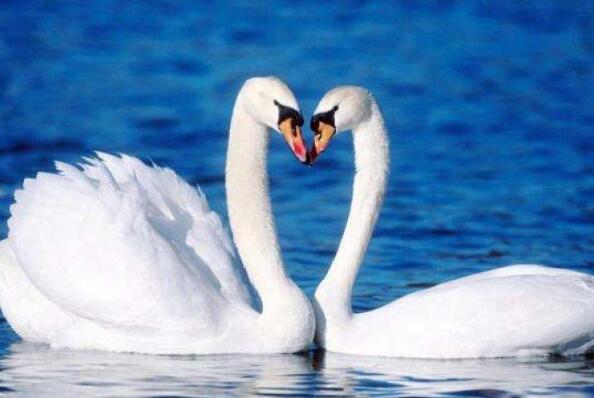 天鹅之恋
