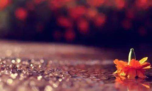 花开无尘，相遇是缘