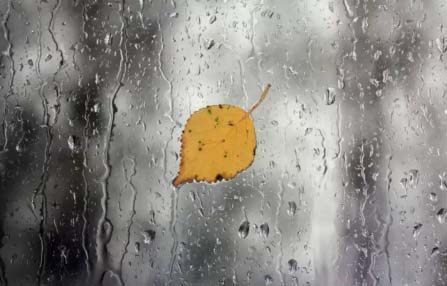 散文丨雨的思念成疾