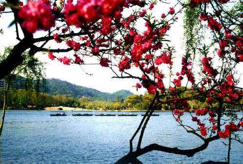 又见桃花朵朵开