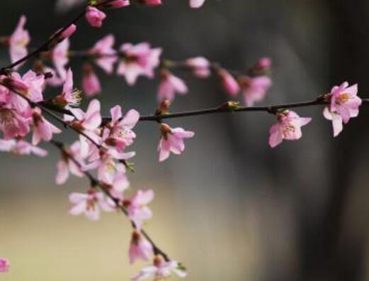 又见桃花朵朵开