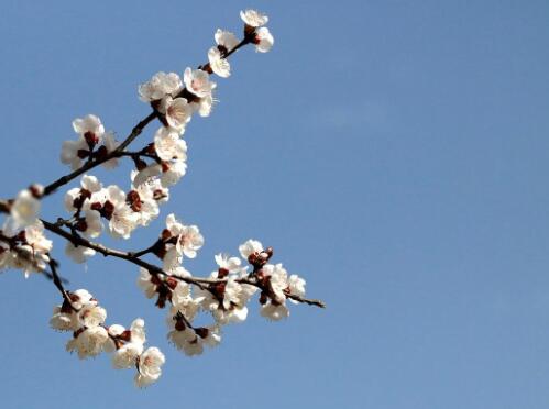 杏花：寻春之旅