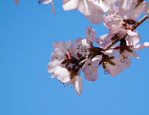 杏花：寻春之旅