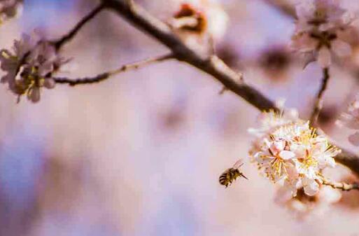 杏花：寻春之旅