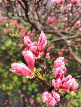 龟峰山上赏杜鹃