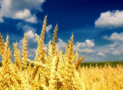 描写秋天丰收的句子