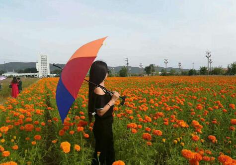 那一片花海为你盛开