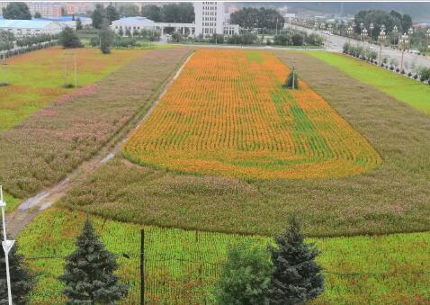那一片花海为你盛开