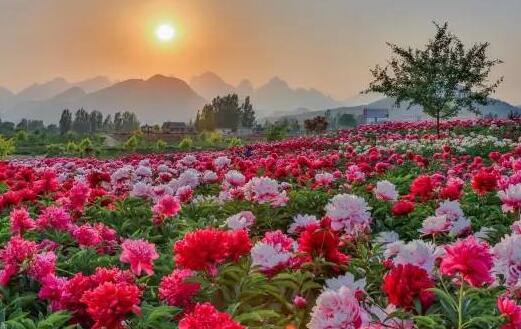 家门口的牡丹园