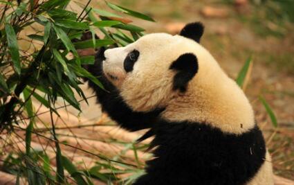 大熊猫图片