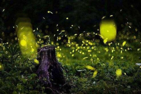 六月--火的尘埃