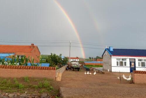 乡下鹅和城里鹅