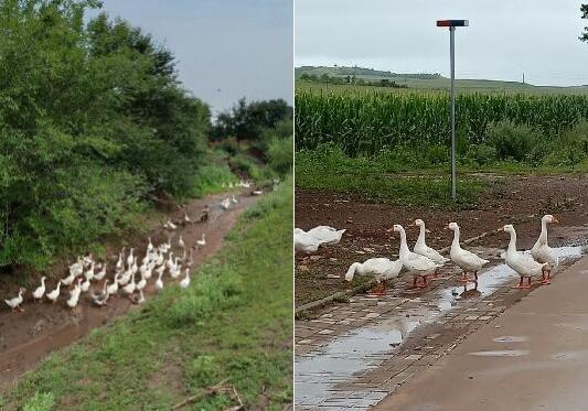 乡下鹅和城里鹅
