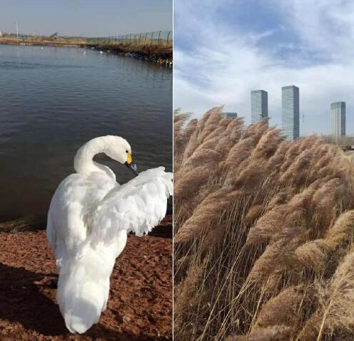 乡下鹅和城里鹅