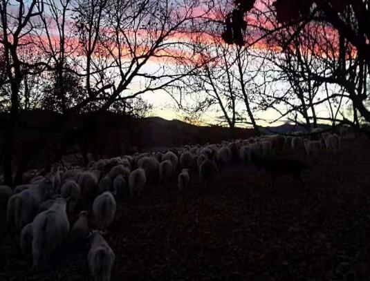 伴着晚霞牧归的羊群