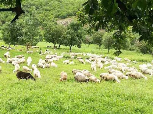 金秋的橡树林间悠闲漫步的羊群