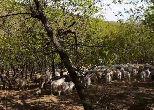 夏季橡树林间专心吃草的羊群