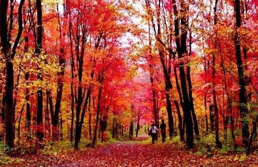 此生最美是金秋