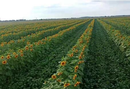 回望沧桑，未来可期