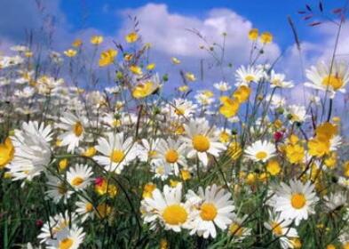 家乡的雏菊 家乡的雏菊