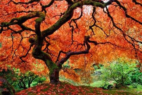 何妨吟啸且徐行·品秋