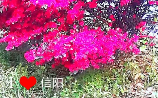 你好，信阳