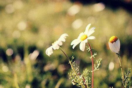 秋天的句子短句唯美