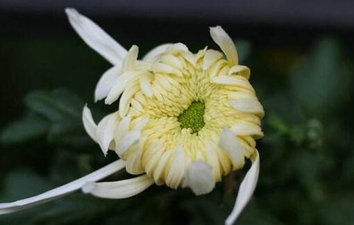 描写菊花的句子