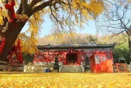 古杏我千年的梦