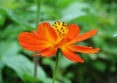 一瞬的美丽,却是记忆里一世的永恒