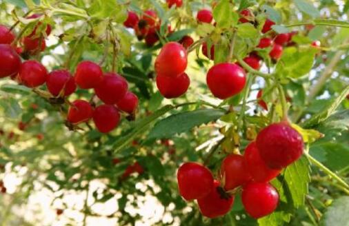 巴里坤,风景这边独好!