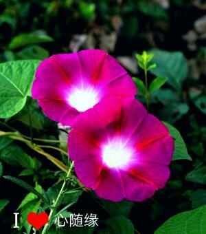 巴里坤的亲扯扯秧的根